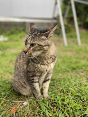 Developer working on code